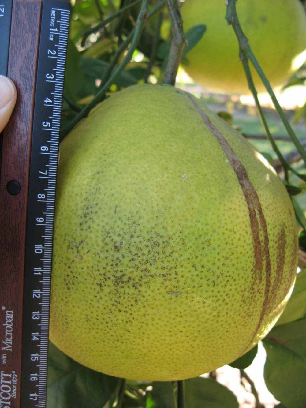              Fruit (Large Pink, Winter Haven, FL)   